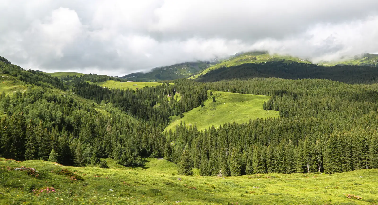 Meadows Under Mist