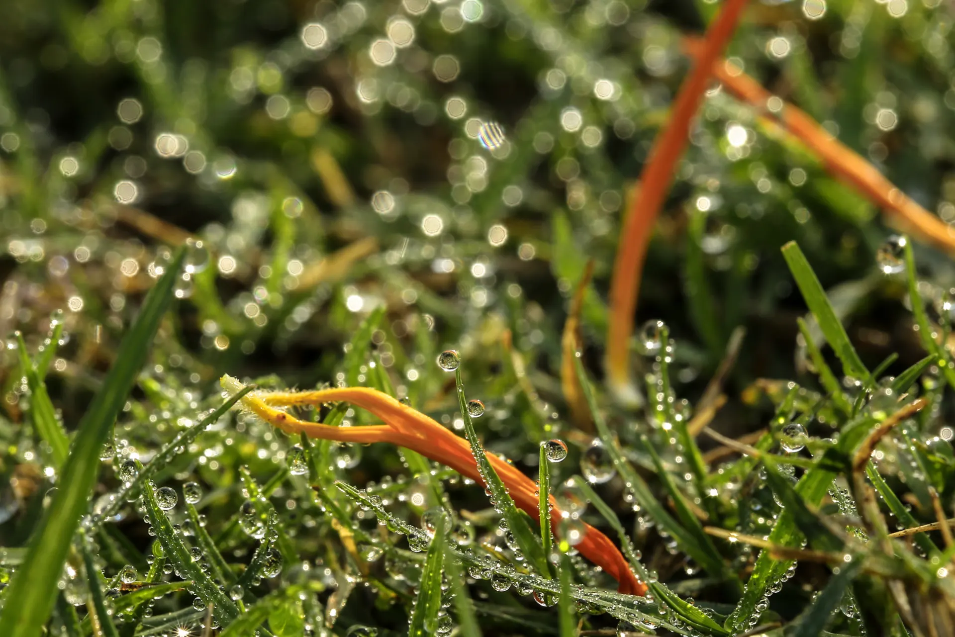 Dew on Morning Grass